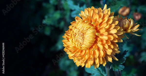 Obraz big beautiful yellow (orange) chrysanthemum grandiflorum on dark background, horizontal view