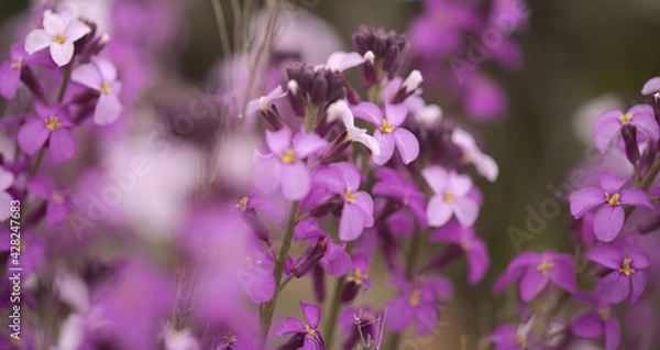 Fototapeta Flora of Gran Canaria - lilac flowers of crucifer plant Erysimum albescens, endemic to the island natural macro floral background
