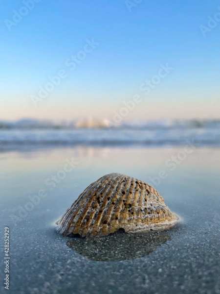 Fototapeta shell on the beach