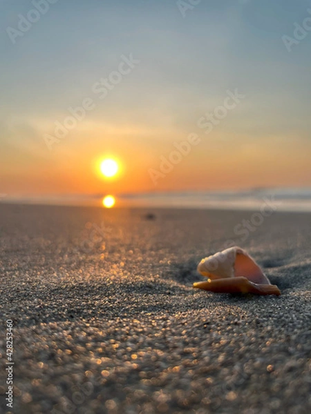 Fototapeta Wave-shaped shell 