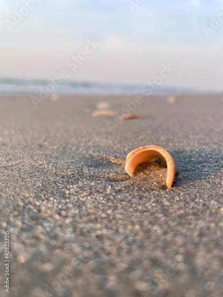 Fototapeta Shell spitting sand