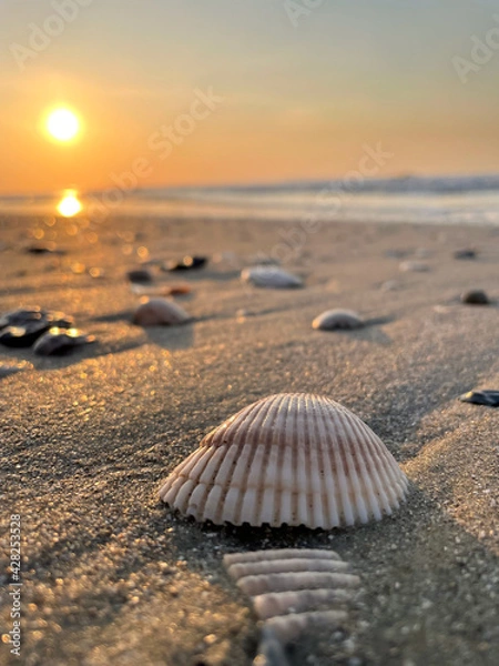 Fototapeta Seashells Exposed