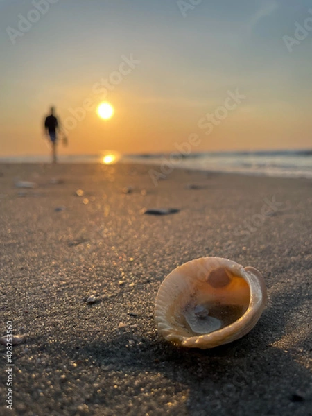 Fototapeta Open Seashell on the Beach