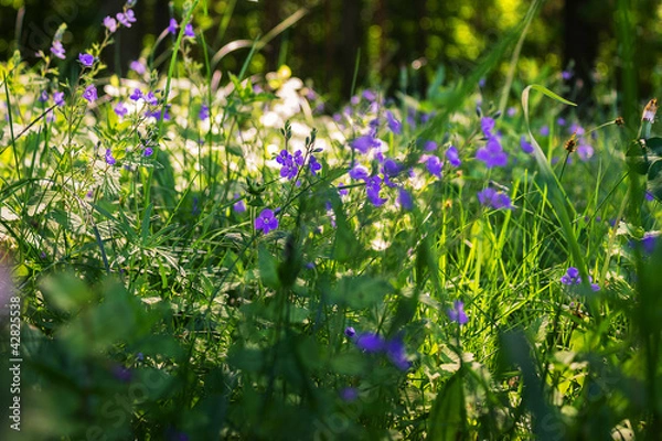 Obraz Полевые цветы