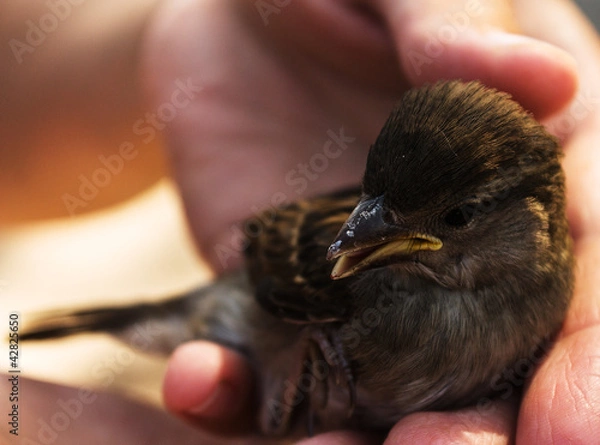 Obraz Воробей