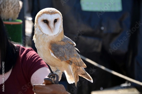 Obraz Eule auf der Hand, Kautz, Eule, Falknerin