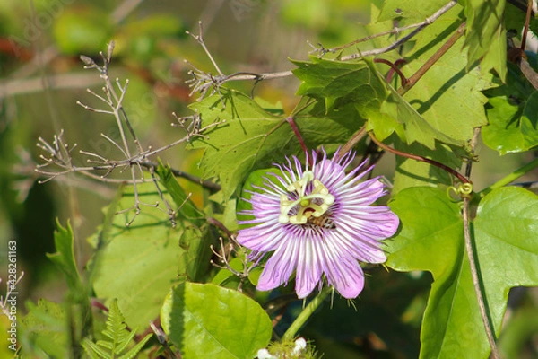 Obraz bee in a Passionflower growing in the wild