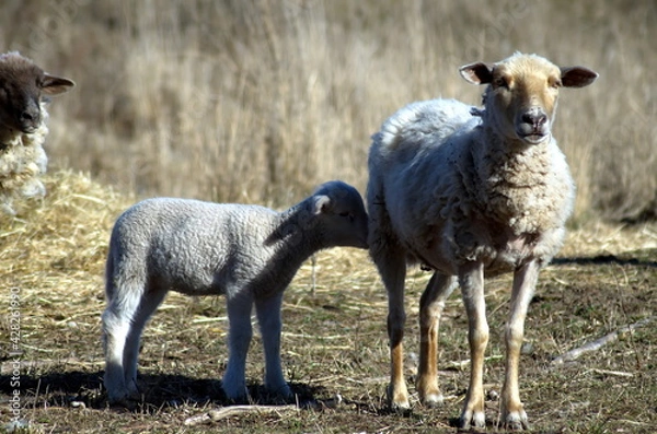 Obraz Schaf mit Lamm, Schafe, Herde