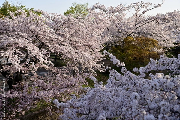 Obraz 五条川の桜