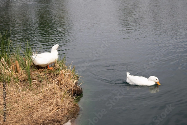 Obraz ducks on the water