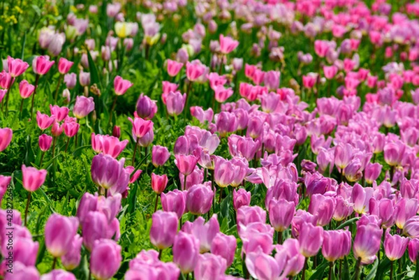 Fototapeta 高知県はモネの庭の満開のチューリップ