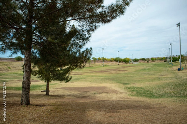 Obraz trees in the park