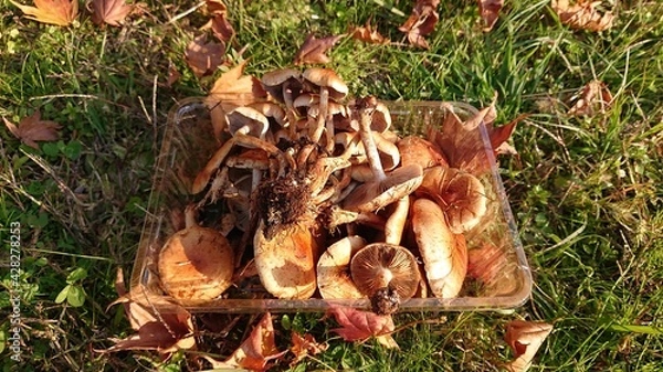 Fototapeta きのこ
