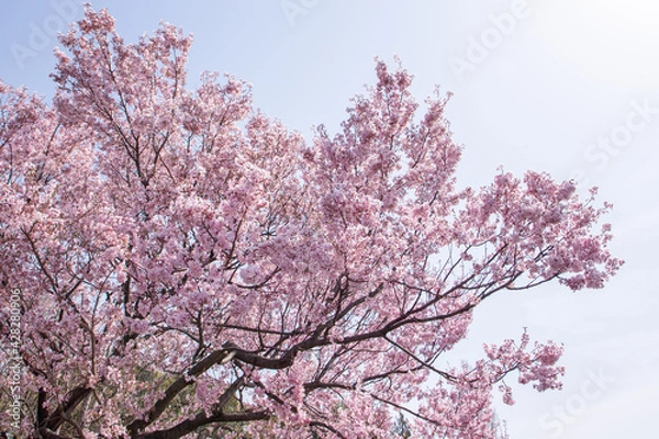 Obraz 桜
