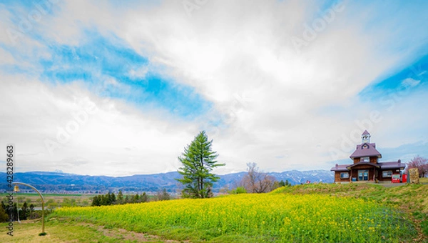 Fototapeta 長野県　春の菜の花畑
