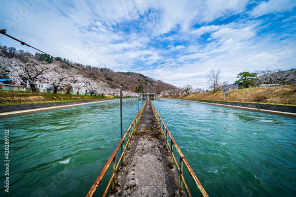 Obraz 春のダムと桜