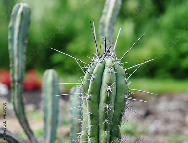 Obraz Stetsonia coryne