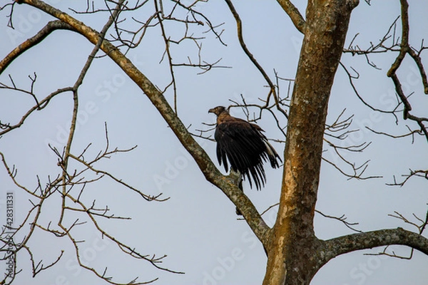 Fototapeta Bird chilling the afternoon