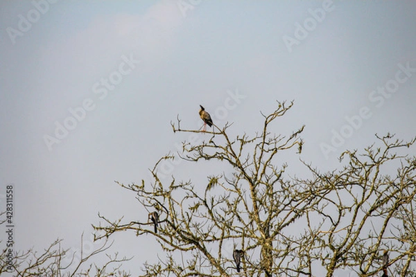 Obraz bird on a branch
