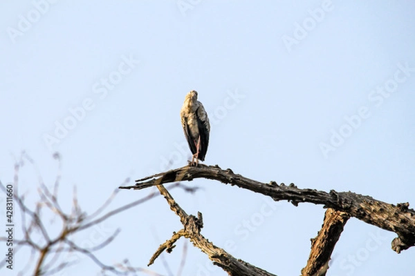 Obraz vulture on branch