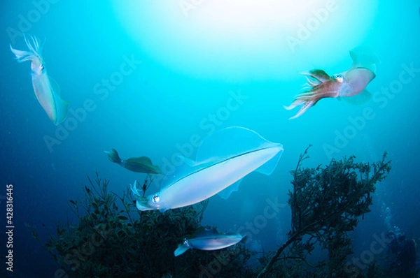 Obraz アオリイカの産卵