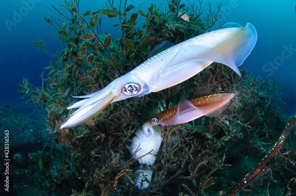 Fototapeta アオリイカの産卵