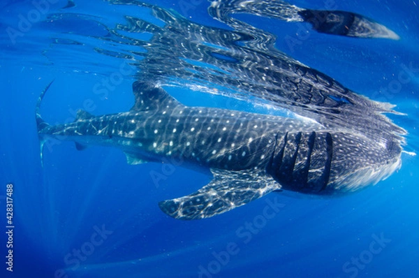 Obraz ジンベエザメ