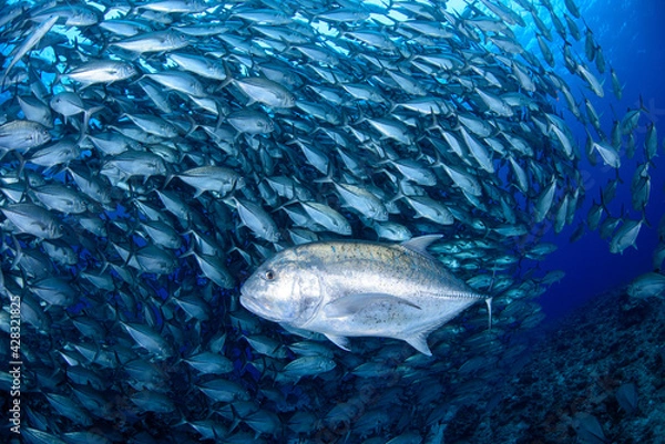 Obraz ギンガメアジとロウニンアジ