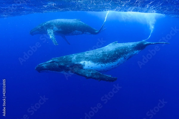 Obraz ザトウクジラ