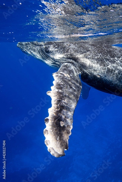 Obraz ザトウクジラ