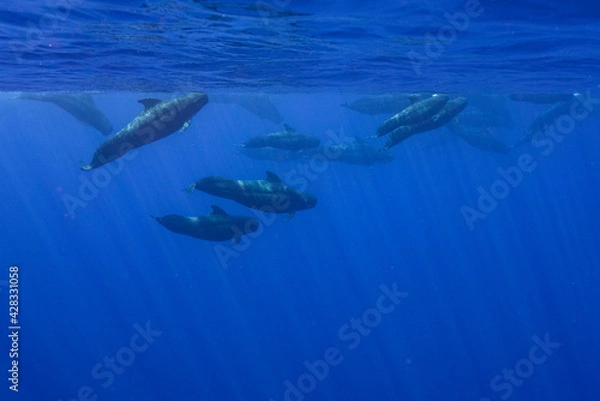 Obraz ゴンドウクジラ