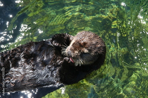 Fototapeta sea otter