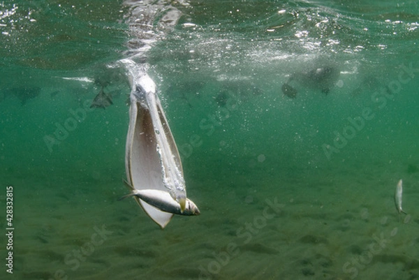 Obraz ペリカンの捕食