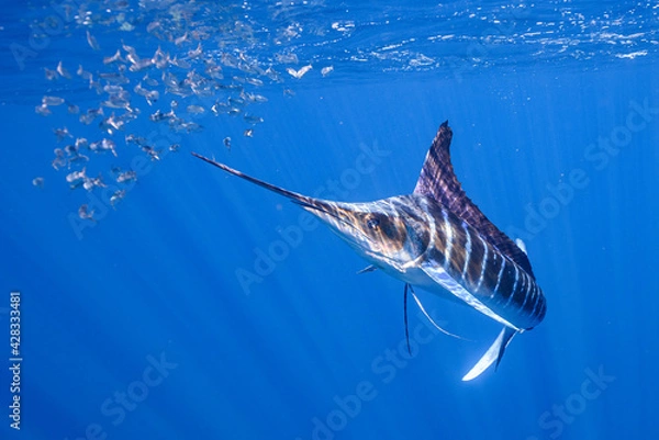 Obraz ストライプドマーリン