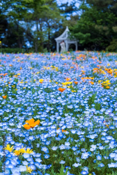 Obraz 名古屋市港区　ワイルドフラワーガーデン　ブルーボネット　ワイルドフラワーの里　ネモフィラとガゼボ2
