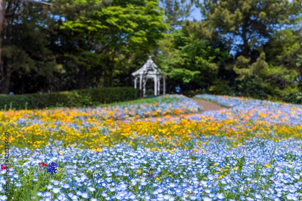 Obraz 名古屋市港区　ワイルドフラワーガーデン　ブルーボネット　ワイルドフラワーの里　ネモフィラとガゼボ3