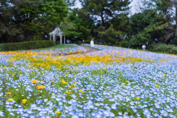 Obraz 名古屋市港区　ワイルドフラワーガーデン　ブルーボネット　ワイルドフラワーの里　ネモフィラとガゼボ4