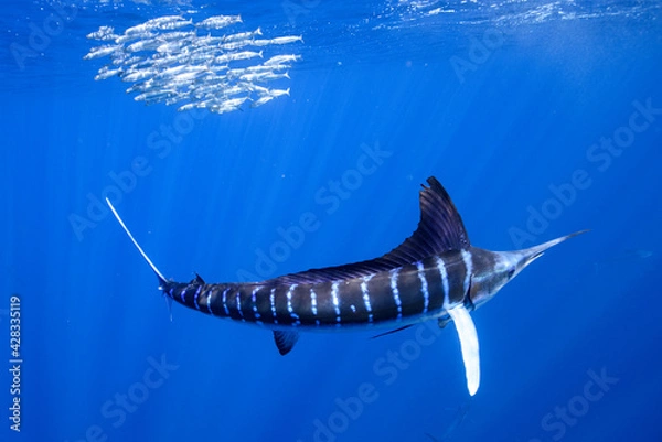 Obraz ストライプドマーリン