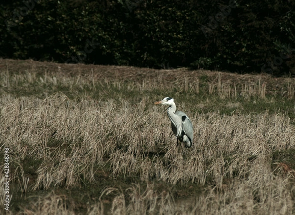 Fototapeta 獲物を狙うアオサギ