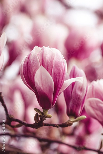 Fototapeta Tulpen-Magnolie