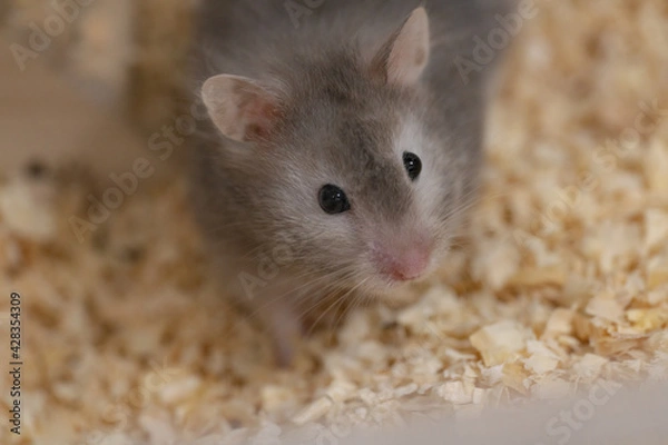 Fototapeta 【ペット】長毛ゴールデンハムスター・グレー【小動物】