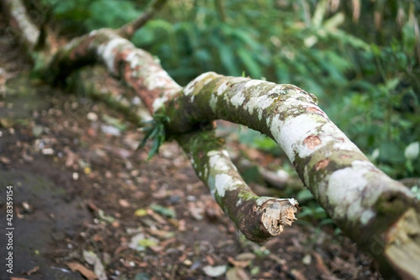 Fototapeta tree trunk with roots