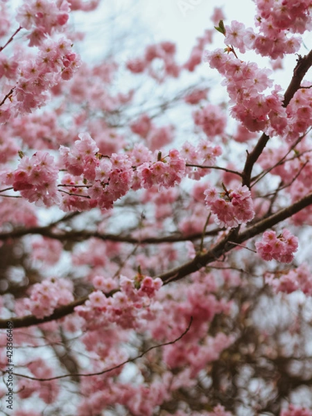 Fototapeta Kirschblüte