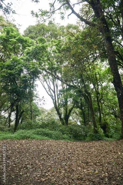 Fototapeta path in the forest