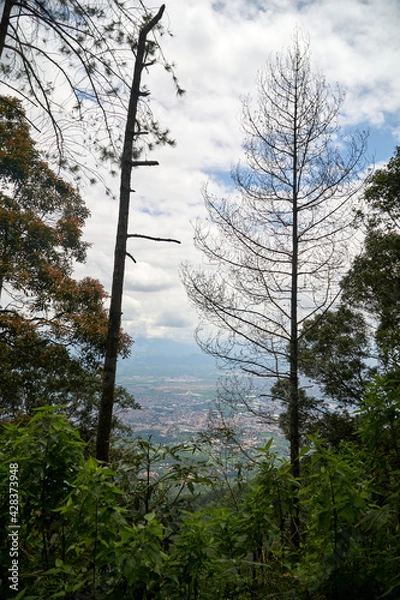 Fototapeta trees in the forest