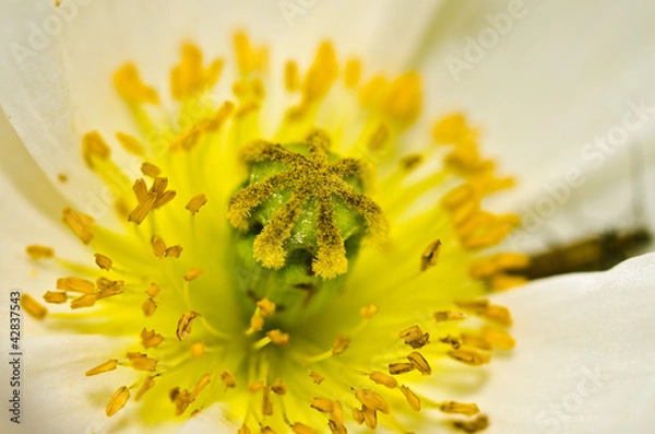 Fototapeta white poppy