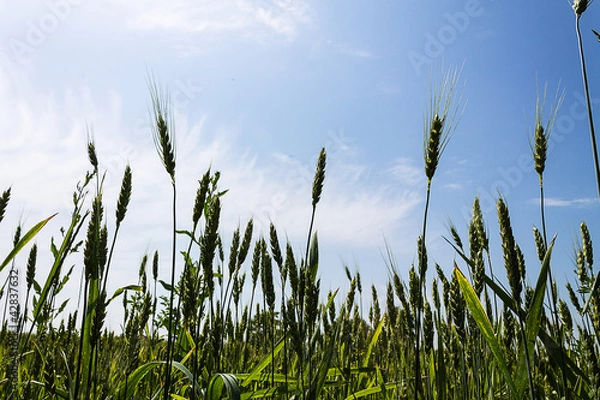 Obraz колосья пшеницы