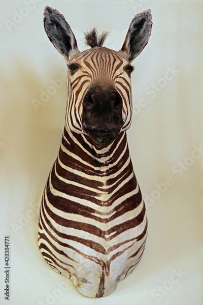 Fototapeta Head of a staffed zebra hanging on a wall as a hunting trophy