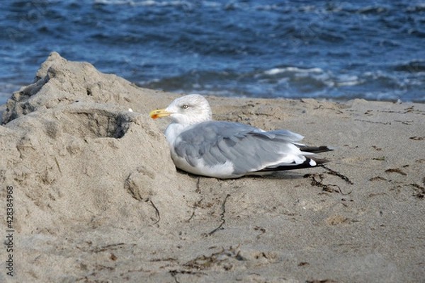 Fototapeta European Herring Seagull sitting on the beach and sheltering behind a little sandheap against the strong wind
