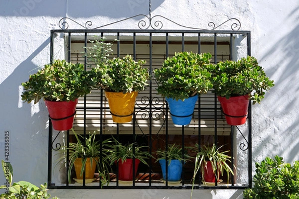 Fototapeta Close-up of colorful flower pots with succulents and little palms between a window and a window grille on the white wall of a house in the "white village" of Frigiliana, Spain, Europe
